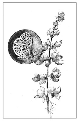 TOS_Karner_Blue_web.jpg thumbnail