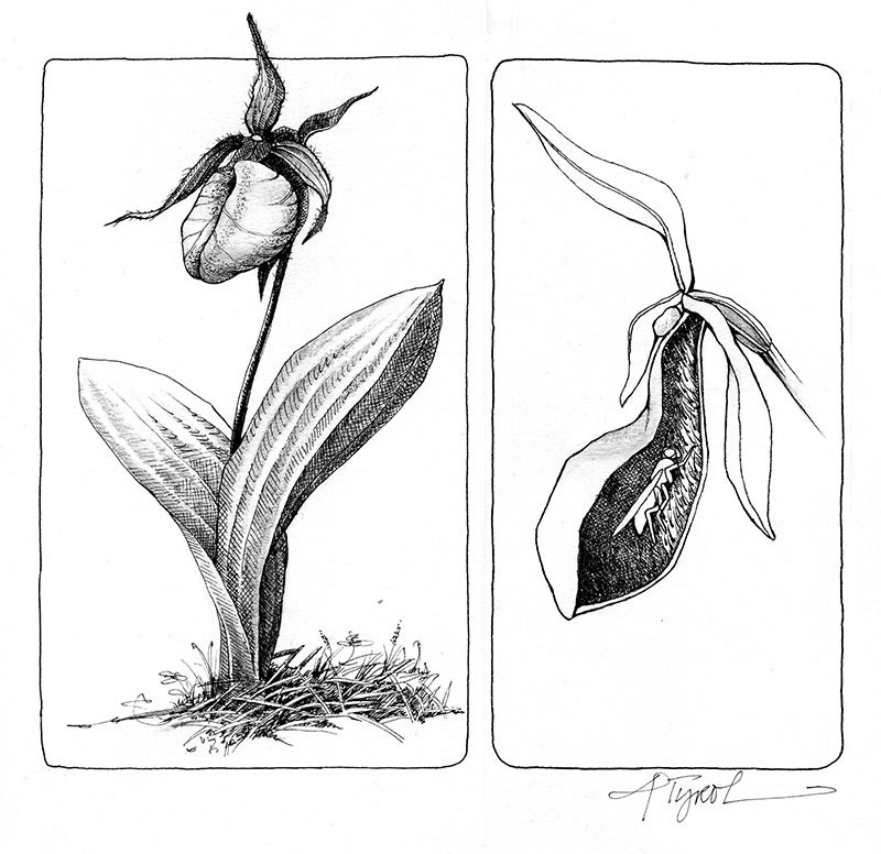 Lady’s Slipper Season thumbnail