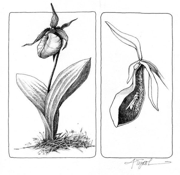 Lady’s Slipper Season