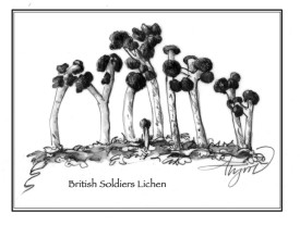 Lichen colors thumbnail