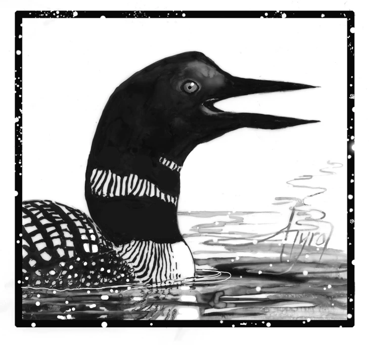 Loon Vocalizations More Than Meets the Ear The Outside Story
