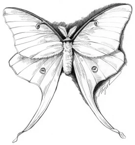 Luna Moth thumbnail