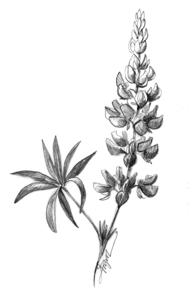 Lovely Lupines thumbnail