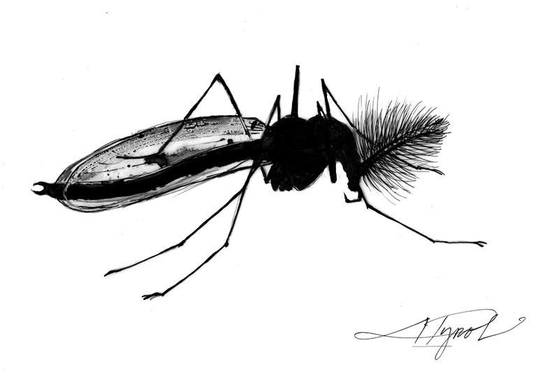 Cloudy with a Chance of Flies: Non-Biting Midges thumbnail