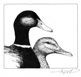 TOS_Mallards_web.jpg thumbnail