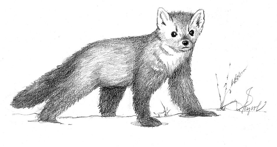 The Disappearing, Reappearing, American Marten thumbnail