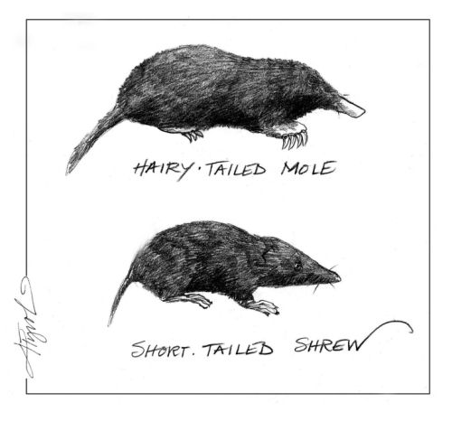 The Underground Caches of Moles and Shrews