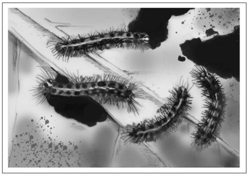 Moth Caterpillars