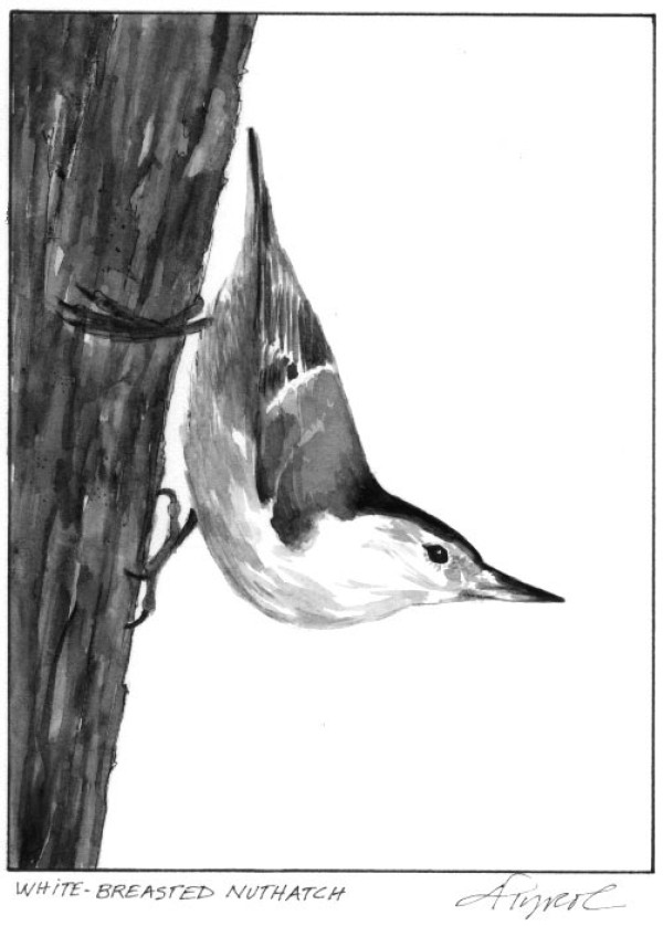 Nuthatches: The Upside Down Birds