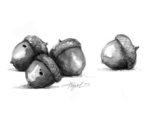 Acorns