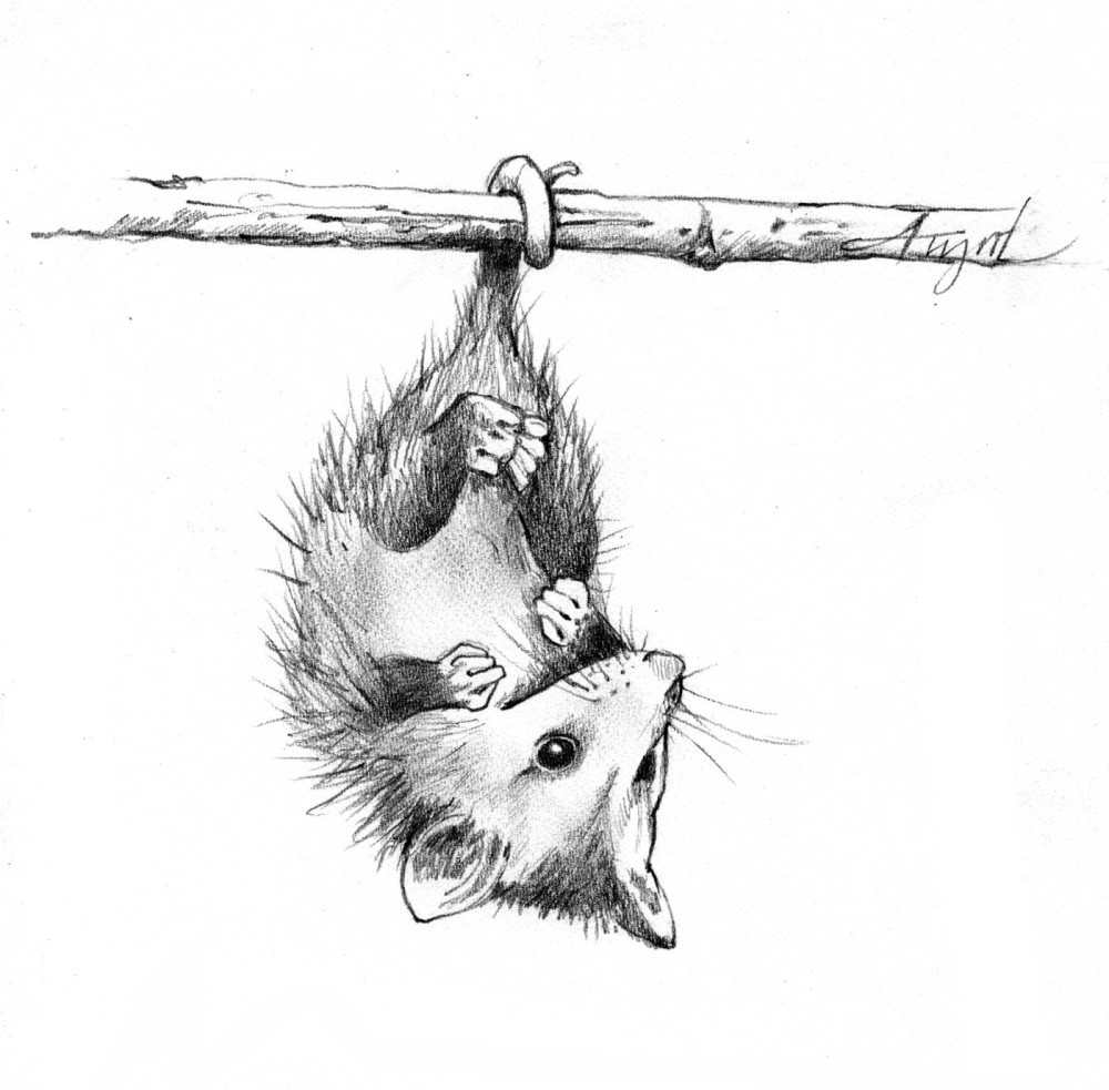 Opossums Are Moving North thumbnail