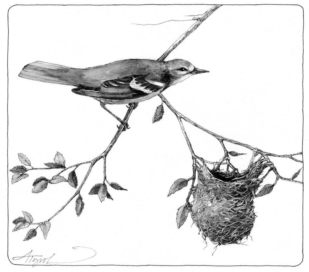 The Oriole Nest thumbnail