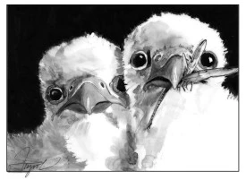 Peregrine Falcon thumbnail