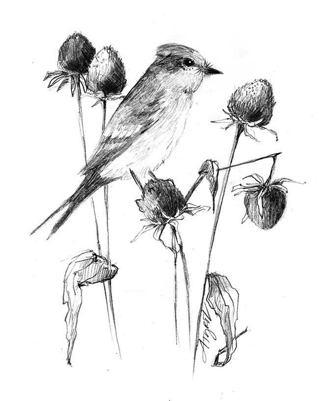 TOS_Phoebe_with_seed_heads_web.jpg