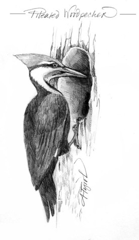 TOS_Pileated_web.jpg thumbnail