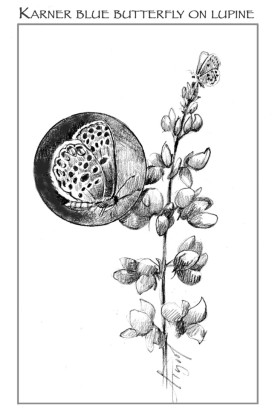 Karner blue thumbnail