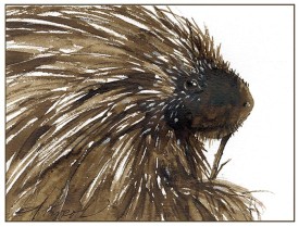 TOS_Porcupine_web.jpg thumbnail