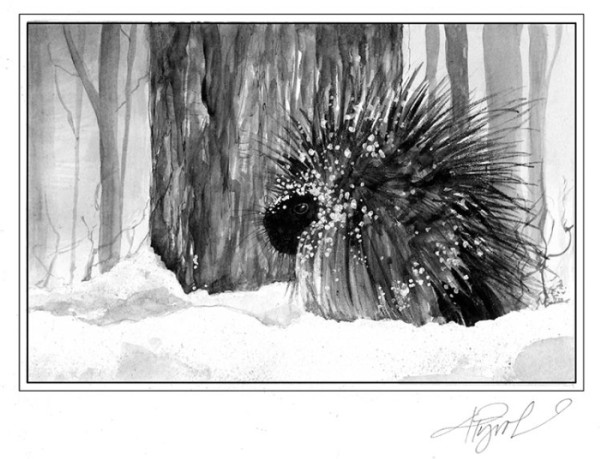 The Porcupine