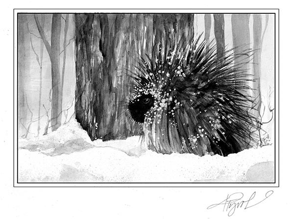 Porcupines: Waddling Through Winter thumbnail