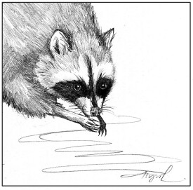 TOS_Raccoon_washing_web.jpg thumbnail