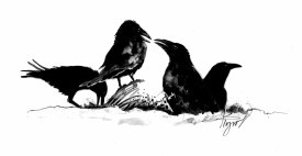 Ravens Foraging in Winter thumbnail