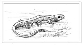 TOS_Red_Backed_Salamander_web.jpg thumbnail
