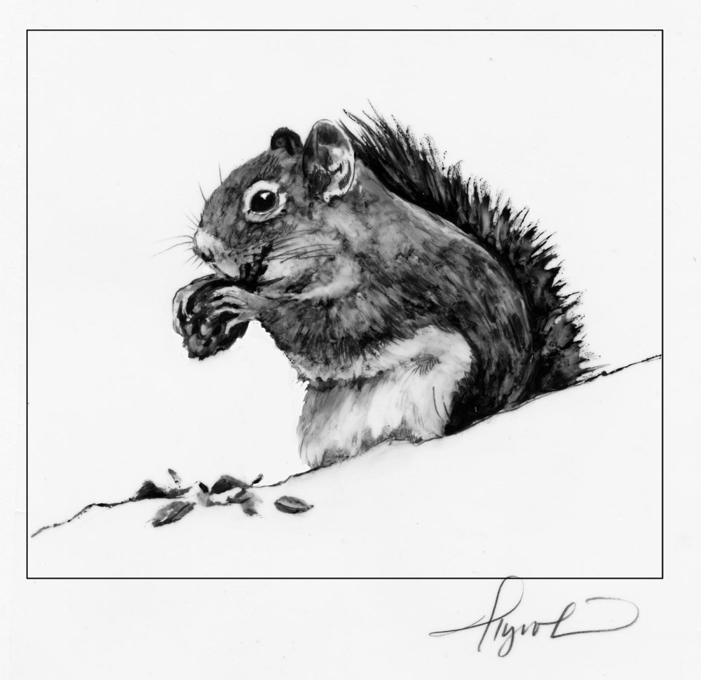 A Young Red Squirrel Grows Up thumbnail