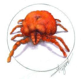 Red Velvet Mites in Winter thumbnail