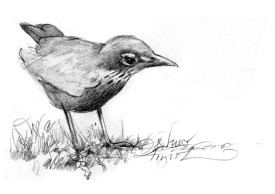 TOS_Robin_web.jpg thumbnail