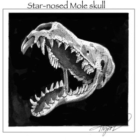 TOS_Rodent_Teeth_web.jpg thumbnail