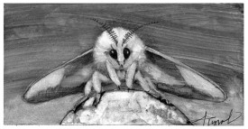 TOS_Rosy_Maple_Moth_web.jpg thumbnail