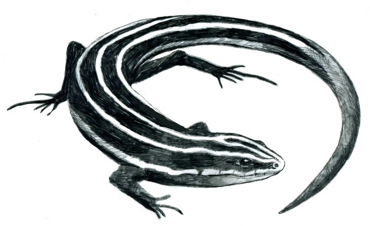 Meet New England’s Only Lizard, the Five-lined Skink