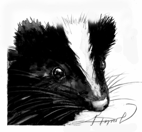 Skunks Prepare for Winter