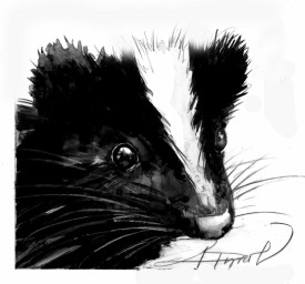 Skunks Prepare for Winter thumbnail