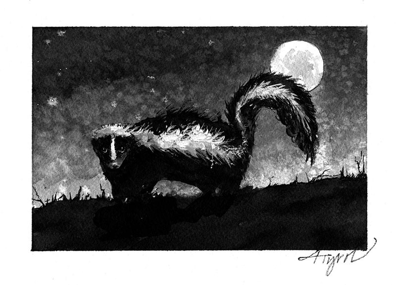 Springtime Skunks: Amorous, Odoriferous and in the Road thumbnail