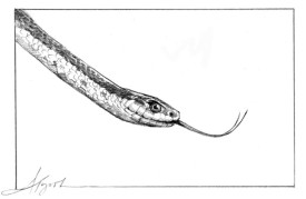 TOS_Snake_Tongues_web.jpg thumbnail