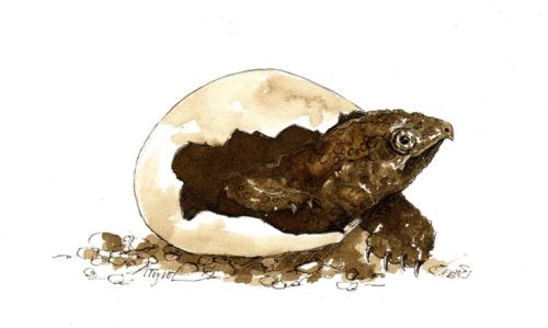TOS_snapping_turtle_hatchling_web.jpg