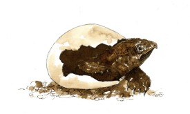 TOS_snapping_turtle_hatchling_web.jpg thumbnail