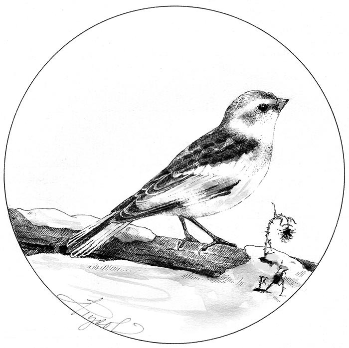 Snow Buntings: Nomads from the North thumbnail