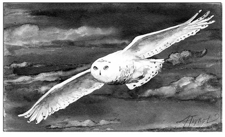 Snowy owl