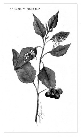 TOS_Solanum_nigrum_web.jpg thumbnail