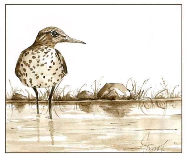 The Sandpipers That Like Lakes