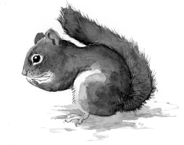 Red Squirrels: Keep Your Mitts off My Midden! thumbnail