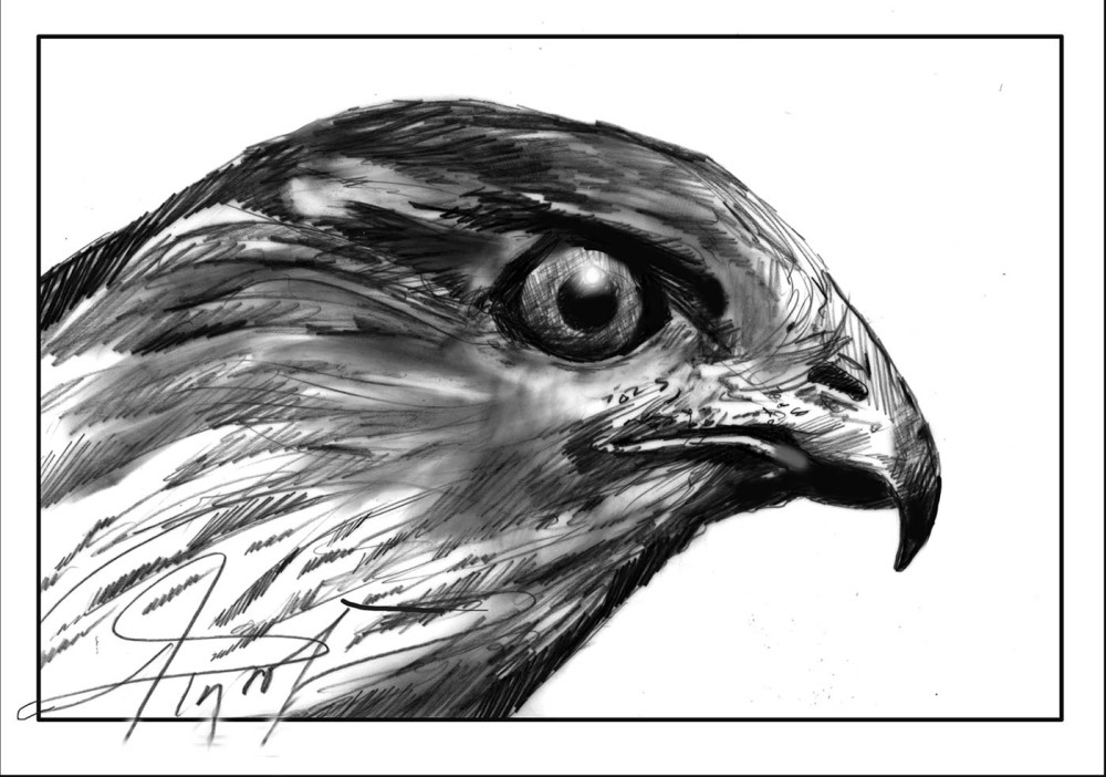 Sharp-shinned Hawks: Agile Hunters thumbnail