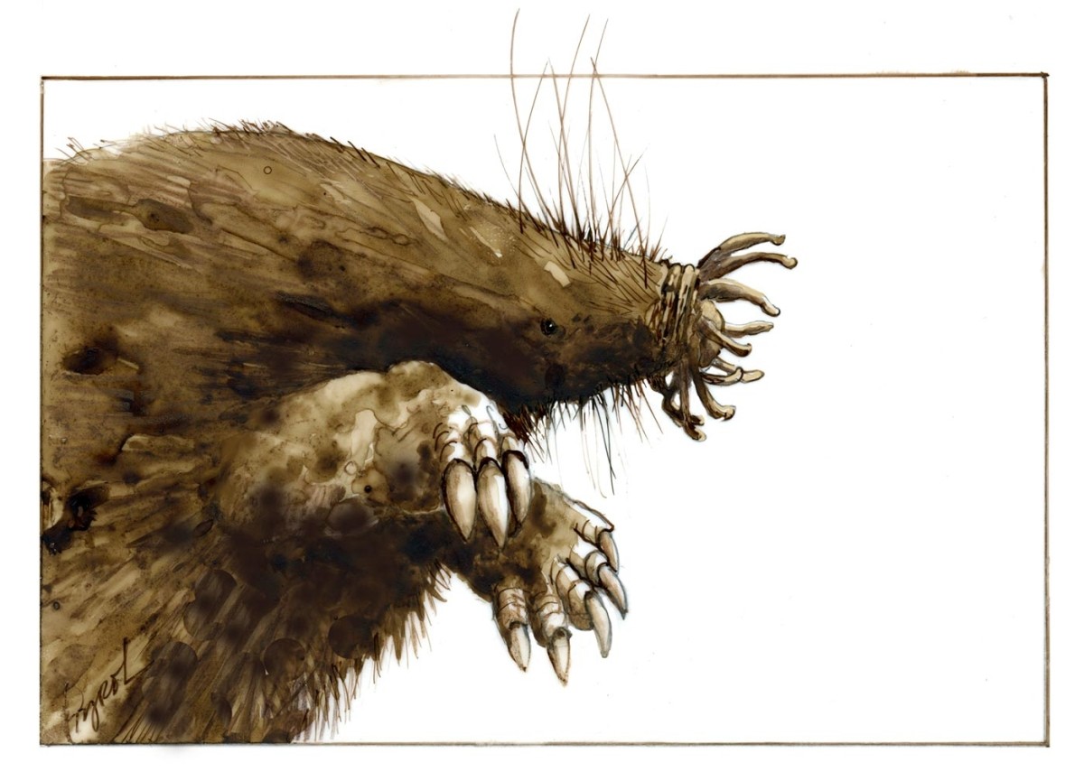 Star-nosed Mole: a Nose that Knows thumbnail