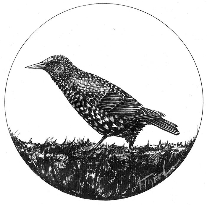 Starlings Aren’t Darling thumbnail