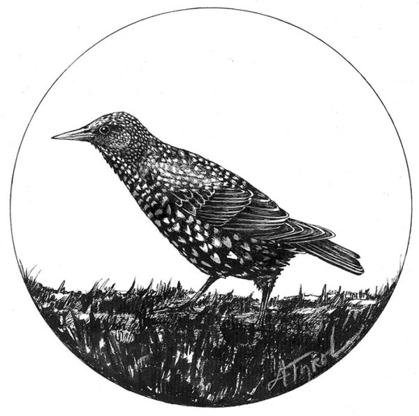 Starlings Aren’t Darling