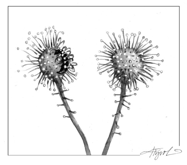 Sundews: Diminutive, but Deadly