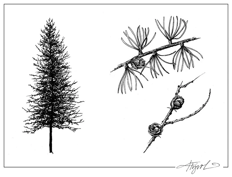 TOS_Tamarack_w.jpg