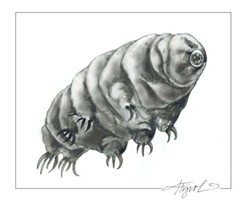 tos_tardigrade_web.jpg